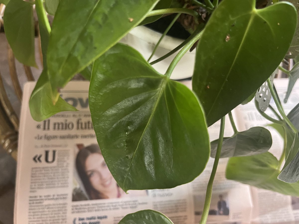 paoloangeloRF's tweet image. su #Mondopadano in edicola fino a domani mio servizio2pagine sull’evento con #Govoni che ha illustrato sistema educativo #Stillirise e 2mie interviste,ad un geometra prossimo alla pensione e alla seconda classificata ex aequo nel bando della borsa di studio dedicata ad un medico