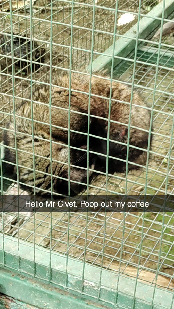 jetsetsam's tweet image. Tried Luwak coffee today. Not bad