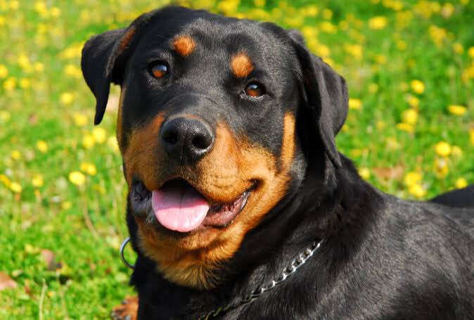 CanineAUganda's tweet image. Rottweilers  are known as versatile working dogs, police and military service, search and rescue, and as loyal family companions. They are admired for their intelligence, strength, and protective instincts🐾🐾
#caudogs
#pedigreedogs 
#caudogfacts
