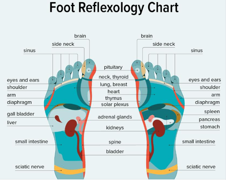 tharejaarun's tweet photo. #Astrology: Twelfth(12th) house #significators
-Body Parts
left eye
feet
lymph system
wounds from accidents https://t.co/eXnxnjTd5l