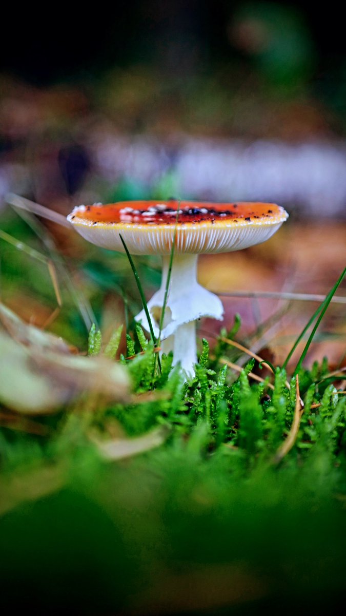 Autumnlover 🍄🍂
#Autumn #autumncolors #Bielefeld #draussenzeit #everydayadventure #explore #forestlover #geocaching #makesomething #Mushroom #nature #outdoors #photography #Mushroomseason #naturelovers #rausundmachen #OWL #teutoburgerwald #wanderlust #ostwestfalen #forest