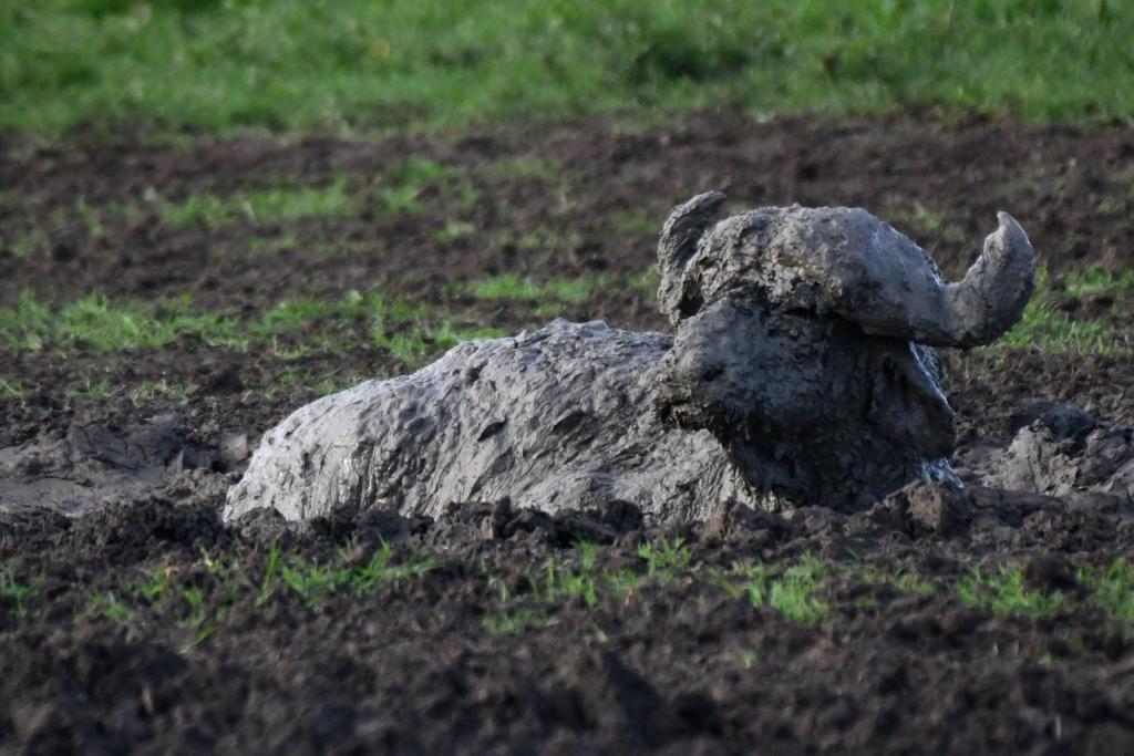 Akagera National Park tweet media
