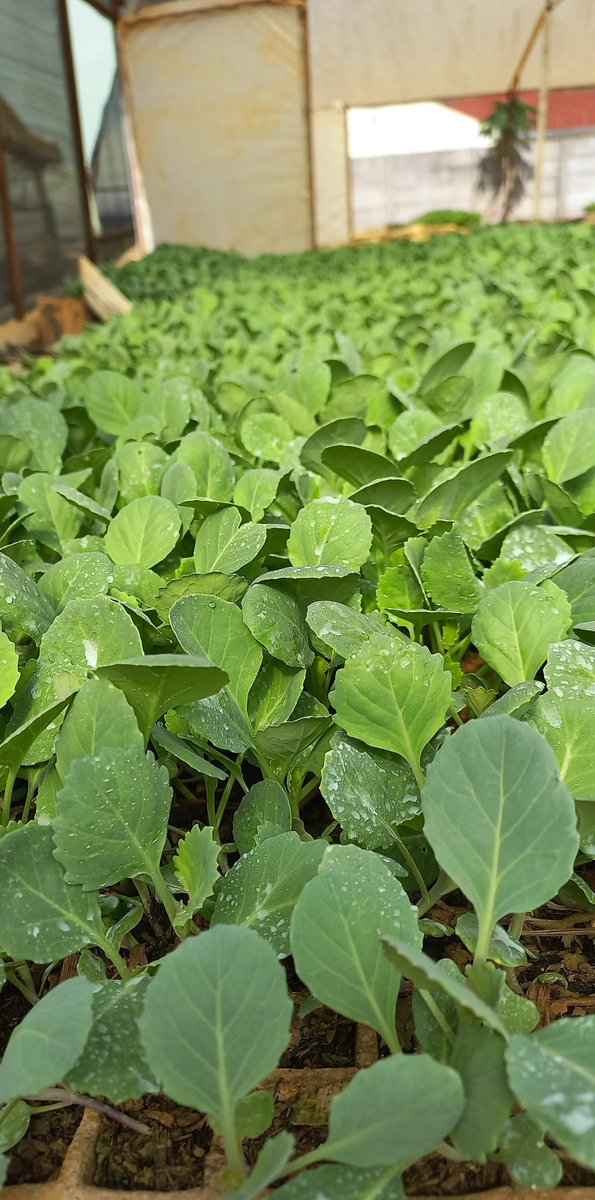Greenhope Seedlings Nursery has these to transplant:

▪️Broccoli 
▪️Cauliflower 
▪️Green pepper

 Cabbages:
▪️Fabiola 
■ Gemma plus 
▪️Lunaria 
▪️Star 3311 

 Onion :
▪️Capricio  $8/tray. Ready from 24Dec. 

Contact Sales on 0781609809. No 1007 Cynthia Rd Ext, Mt Pleasant, Hre.
