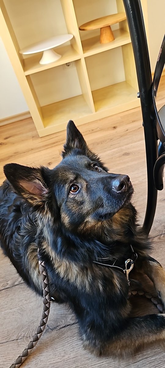 chaos__punk's tweet photo. Sitze in meinem Lieblingscafé alleine. Oke mit Hund. https://t.co/wXX5hXMuqM