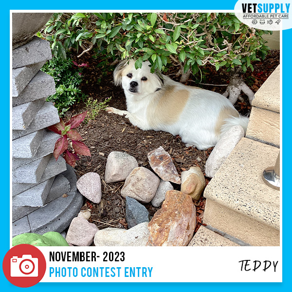 Just Chilling Out!

Thank you for participating in #photoofthemonthcontest Teddy!

DM to participate or follow the link in the bio.

#pets #australia #southaustralia #petslovers #petservices #chillingdog #dogchilling #petsofaustralia #petspace #dogs #sydney #melbourne #adelaide