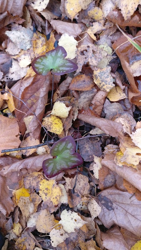 This new research by Maxime Durand, Arthur Daviaud & Matthew Robson follows the senescence through the autumn in the understorey beneath birch, oak & spruce @LammiStation @UoCResearch @CumbriaUni @viikki_plants @BioEnvHelsinki @HiLIFE_helsinki