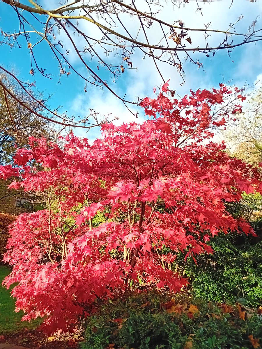 NicholasRWhite's tweet photo. The glory of autumn within the hospice garden at St Christopher's @StChrisHospice 🍁🌞 https://t.co/8nTdEhnilS