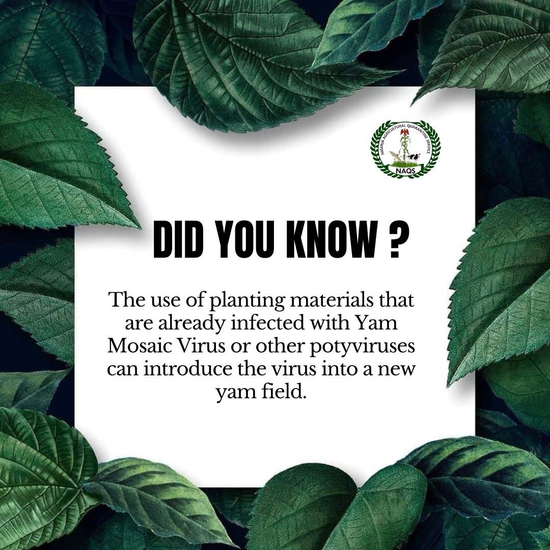 NAQSng's tweet photo. If you found this information helpful, kindly like, comment and share.
.
.
#naqsng
#naqs
#agriculture
#import
#export
#agricbusinessng
#yamproduction
#fao
#agricmoney
#agropreneur https://t.co/5lsISG65gO