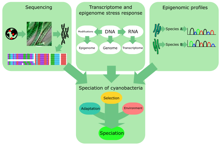I am seeking a PhD student focused on speciation and adaptation of #cyanobacteria. #genomics #transcriptomics #epigenomics 
More info:
drive.google.com/file/d/1uUAIxI…
Please share. @CyanoWorld1 @CYANOCOST @Cyanotrans