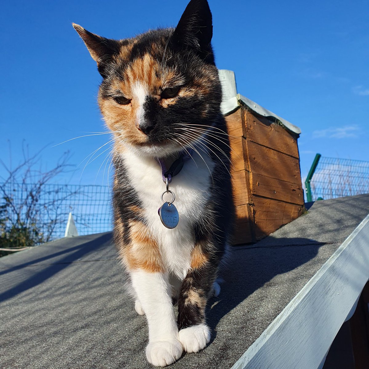 #WednesdayWhiskers ~ Jinkxie loves to climb on the cottage roofs in the Village where she can see what is going on around her. She is showing off her beautiful whiskers. #cats #catrescue #inthecompanyofcats #catvibes #tortiecats #charity