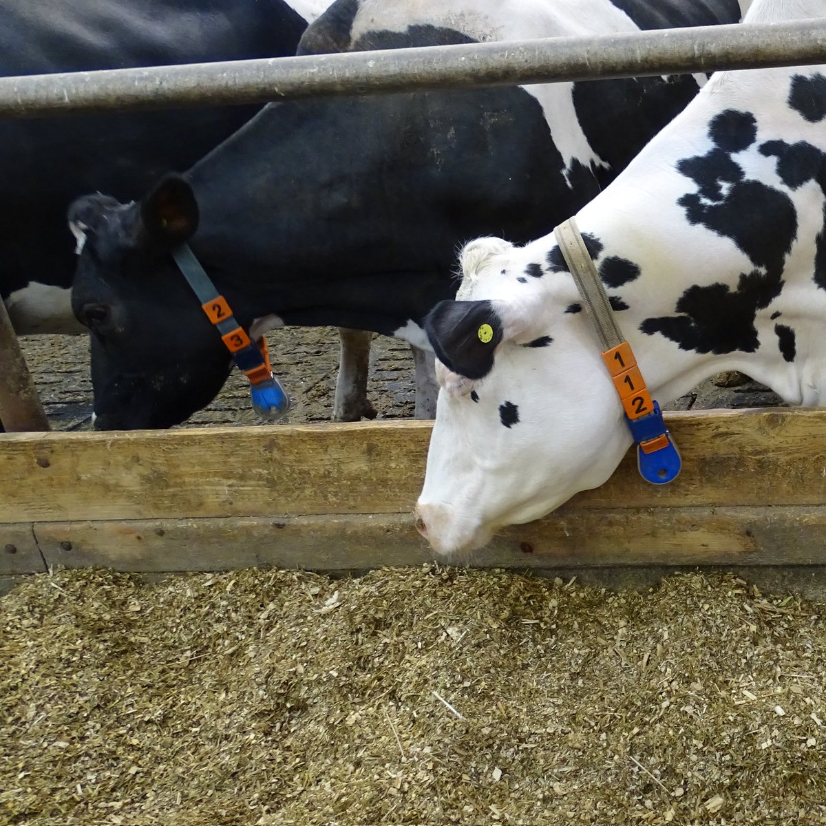 Ideenwettbewerb „Automatisierung im Milchviehstall“ 🌱🐄

Mehr Infos zum Barnrobot Event 2024 gibt's auf unserer Webseite, also schaut da unbedingt mal vorbei!

cattlehub.de/ideenwettbewer…