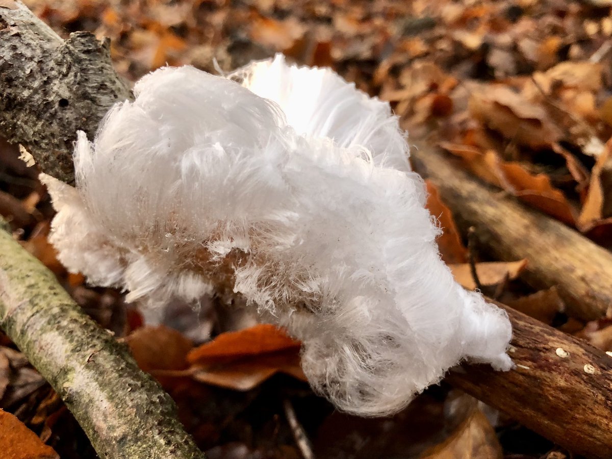 ClaraWilken's tweet photo. Het is weer tijd voor #ijshaar. Een bijzonder #natuurfenomeen bij lichte vorst โ๏ธ en hoge luchtvochtigheid. Bij de stofwisseling van schimmels in dood beuken- of eikenhout komt water vrij. Dit water ๐ฆ bevriest in โharenโ wanneer het uit het hout ๐ชต geperst wordt @glk #deDellen https://t.co/osy0re7CDX