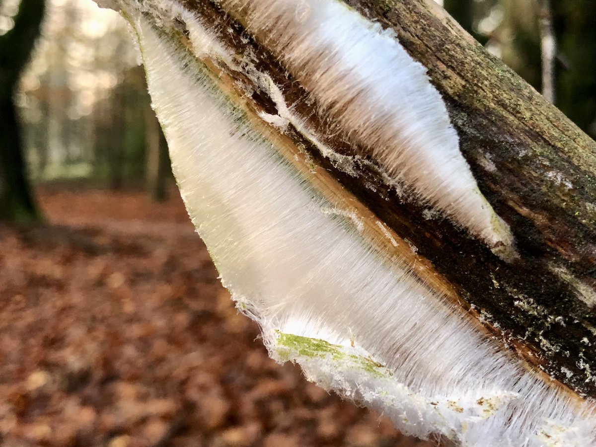Het is weer tijd voor #ijshaar. Een bijzonder #natuurfenomeen bij lichte vorst ❄️ en hoge luchtvochtigheid. Bij de stofwisseling van schimmels in dood beuken- of eikenhout komt water vrij. Dit water 💦 bevriest in “haren” wanneer het uit het hout 🪵 geperst wordt <a href="/glk/">GLK&</a> #deDellen