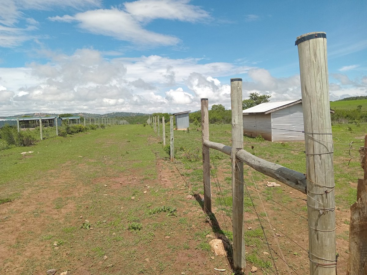 LaikipiaRanches's tweet photo. 24 acres.

✅️Fenced.
✅️Access to community water.
✅️Perennial pond.
✅️Picturesque gorge along the Southern boundary.
✅️Splendid views of Mt Kenya. 

📍 Ethi-Timau, Laikipia. 

Asking:22.8M https://t.co/VAZ9T17cZg