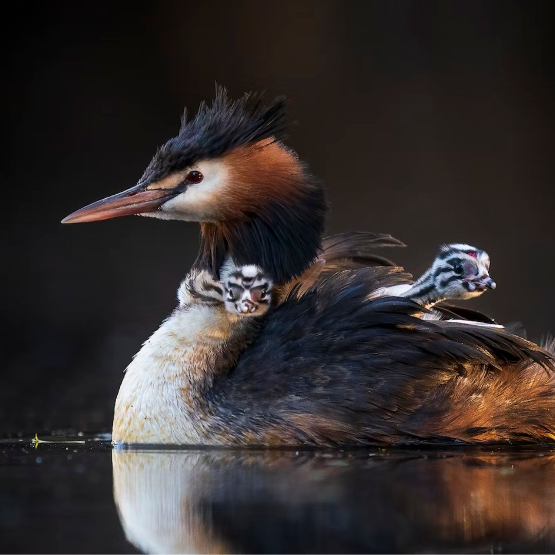 BirdLife Australia tweet media