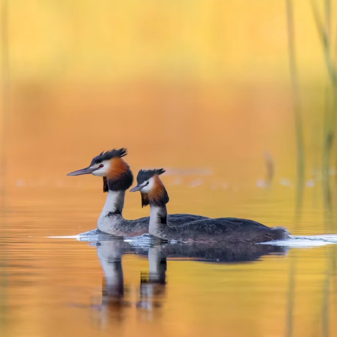 BirdLife Australia tweet media