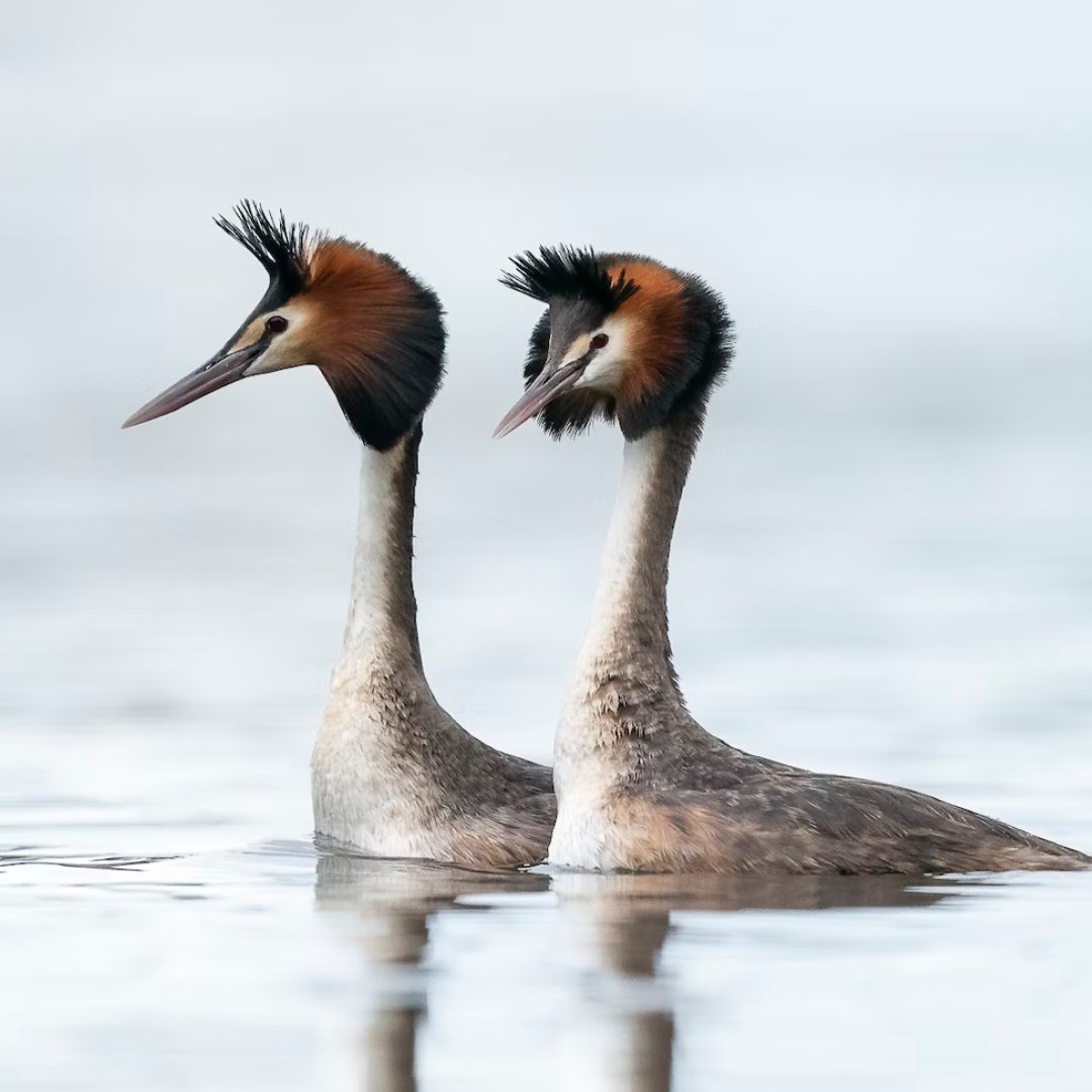 BirdLife Australia tweet media