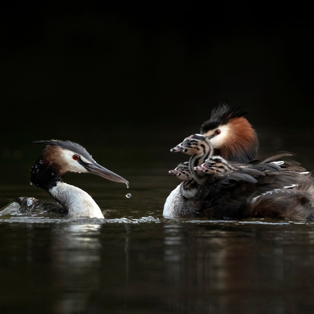 The Great Crested Grebe recently earned the title of Aotearoa/New Zealand’s ‘bird of the century.’ Being native to Australia as well, let’s celebrate their win across the ditch by spotlighting them as our #BirdOfTheWeek

📸1 &amp; 3 Jason Moore, 2 Robbie Goodall &amp; 4 Naidu Kumpatla