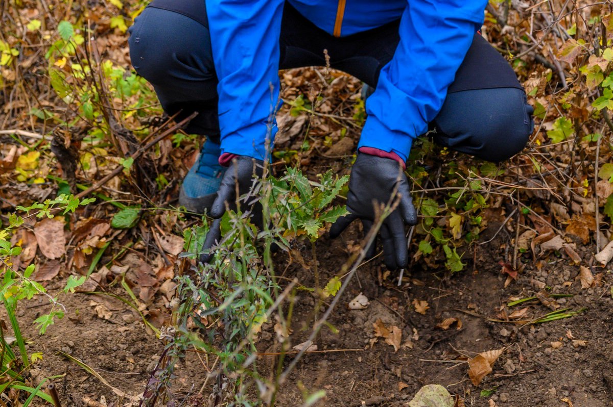 RNP_Romsilva's tweet photo. Peste 50 de voluntari au plantat 600 de puieți de gorun pentru refacerea unui habitat de pădure din Parcul Național Munții Măcinului.
📷600 Sessile oak trees were planted in Munții Măcinului National Park, in #Romania #romsilva #macin #Parculnationalmuntiimacinului #oaktrees https://t.co/KBn6RNeq8I