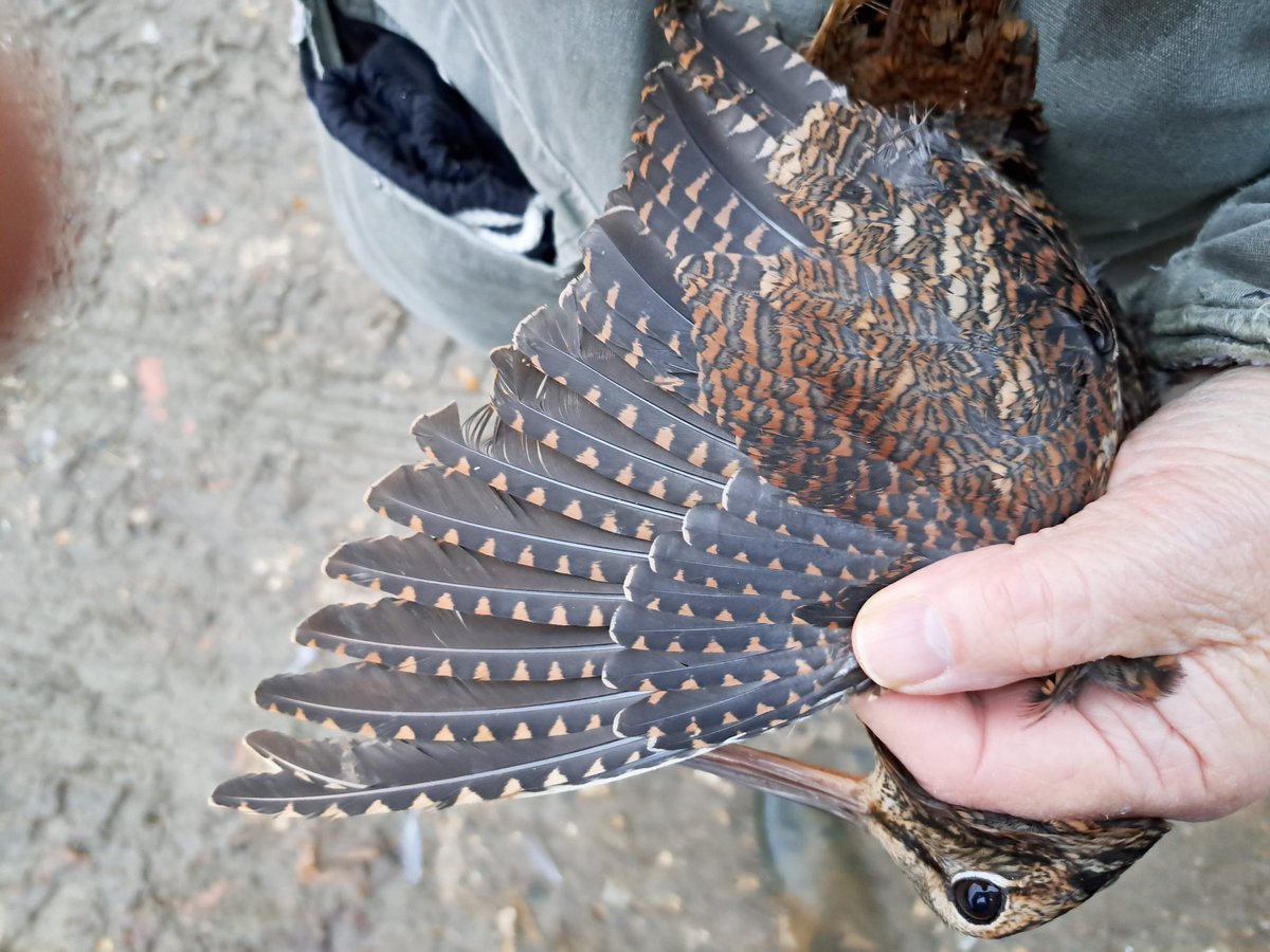 Early morning net set at Sevenhampton paid off today with a rather nice adult Woodcock, only the 4th I've mist-netted here. Among the usual Redwing's was our 3rd Fieldfare of the winter season. Left for work with my Dad still there trying for more Redpoll's #birdringing