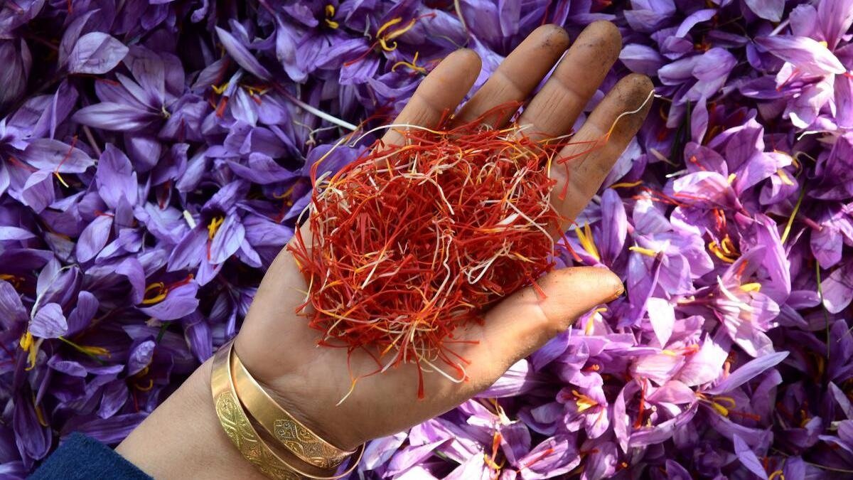 Ecology4UPSC's tweet photo. Kishtwar saffron has been given the Geographical Indication (GI) tag by the Geographical Indications Registry.

Kishtwar Saffron:

1. It is grown in some parts of Kishtwar region of Jammu along with parts of Kashmir.

2. Popularly known as Kumkum, it is legendary most expensive harvest of saffron.

3. Kishtwar’s saffron production area is called locally as Mandal. 

4. It is also key cash crop in Jammu's isolated mountainous district of Kishtwar.

Saffron: 

1. It is cultivated and harvested in the Karewa (highlands) of Jammu and Kashmir.

a. Saffron cultivation is believed to have been introduced in Kashmir by Central Asian immigrants around 1st Century BCE. 

2. Pampore region, in India, commonly known as "Saffron bowl of Kashmir", is the main contributor to saffron production, followed by Budgam, Srinagar, and Kishtiwar districts.

3. It is the only saffron that is grown at an altitude of 1,600 m to 1,800 m above mean sea level.

4. In ancient Sanskrit literature, saffron is referred to as ‘bahukam’.

5. It needs to remain underground for about 45 days at sub-zero temperatures. 

6. It also requires adequate rain, especially once sown in August. The pH level of the soil is also important factor for saffron cultivation.

7. It has longer and thicker stigmas, natural deep-red colour, high aroma, bitter flavour, chemical-free processing.

8. It also has a high quantity of crocin (colouring strength), safranal (flavour) and picrocrocin (bitterness).

9. It is used in cosmetics and for medicinal purposes. It is also used as spice in traditional Kashmiri cuisine.

10. Iran is the largest producer of saffron and India is a close competitor.

11. The saffron available in Kashmir is of three types:

a. Lachha Saffron: with stigmas just separated from the flowers and dried without further processing;

b. Mongra Saffron: stigmas are detached from the flower, dried in the sun and processed traditionally;

c. Guchhi Saffron: It is the same as Lachha, except that the latter’s dried stigmas are packed loosely in air-tight containers while the former has stigmas joined together in a bundle tied with a cloth thread.

12. Kashmiri Saffron was awarded with GI Tag in 2020.