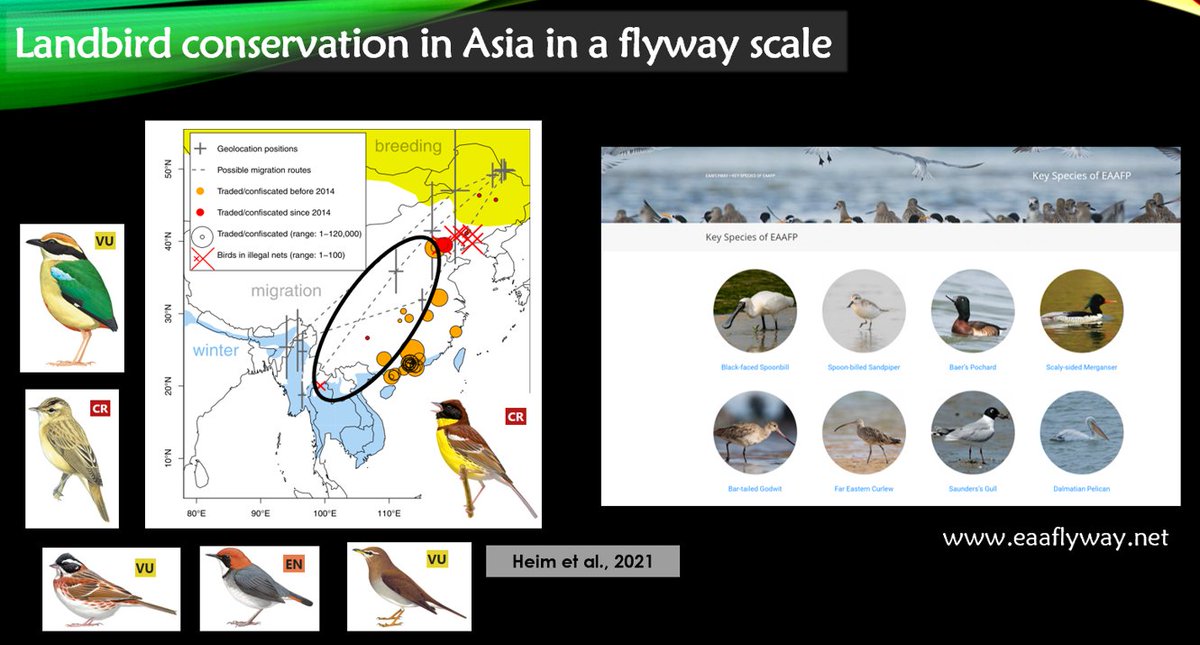 johnsas_k's tweet photo. (7/8) …previous studies have also shown that lots of small landbirds from the eastern population also use central China during migration, including lots of species demanding immediate conservation actions. #BOUsci23 #flyway #SESH11 https://t.co/R17ojR8AW9
