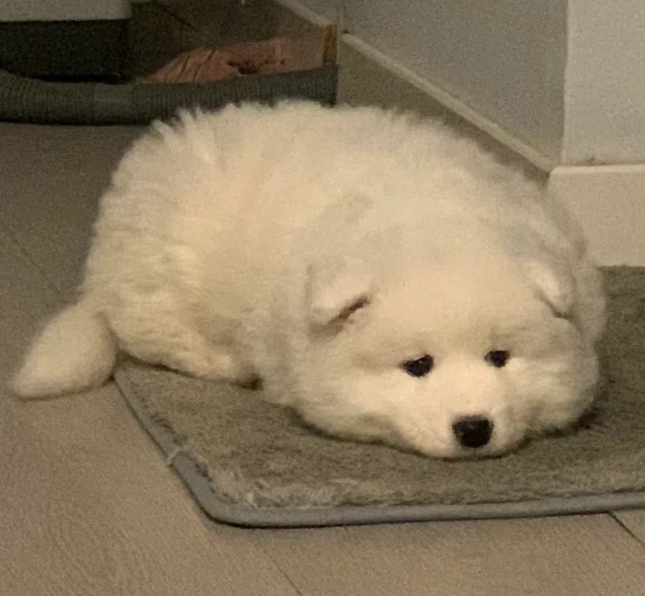 หมาหงอยตัวนี้เป็นของคุณนะ