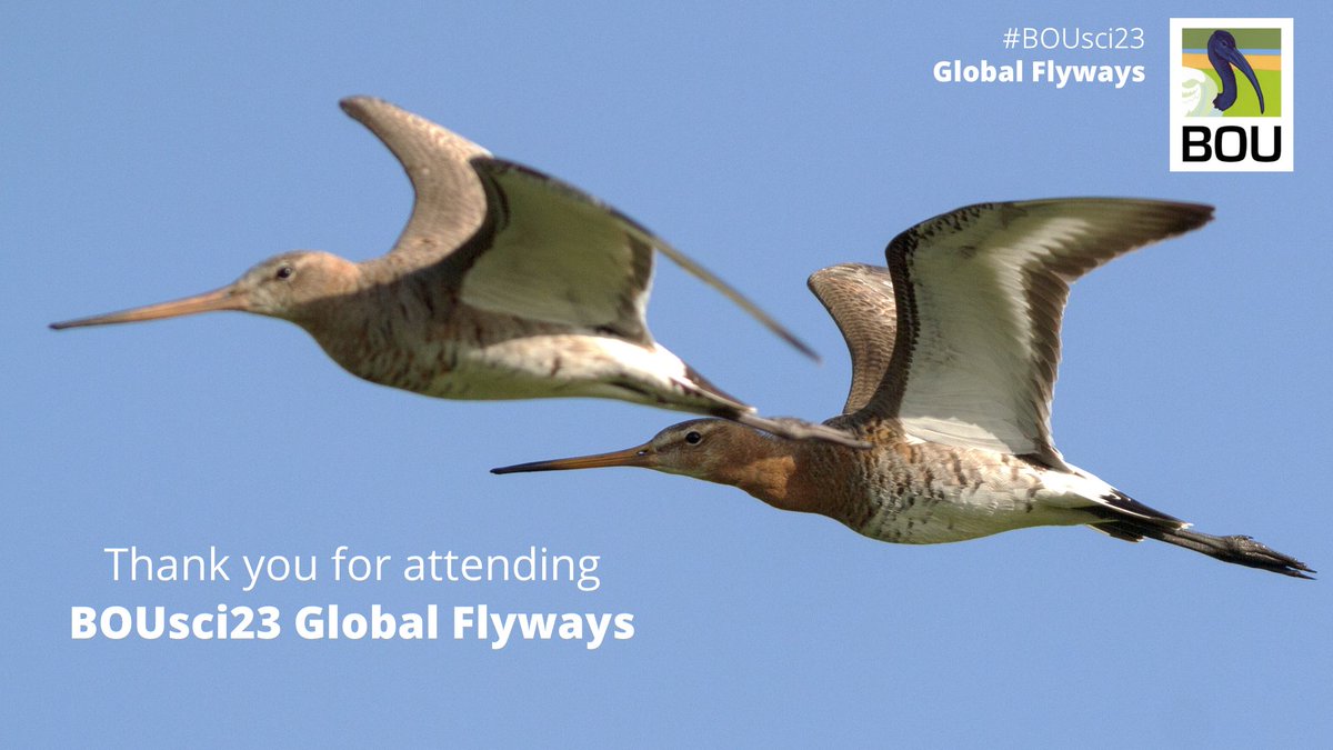 What fantastic 24-hours of non-stop #ornithology we've had at #BOUsci23 – Global Flyways. Thank you for following #BOUsci23, engaging and asking questions. We couldn't do this without you! #ornithology