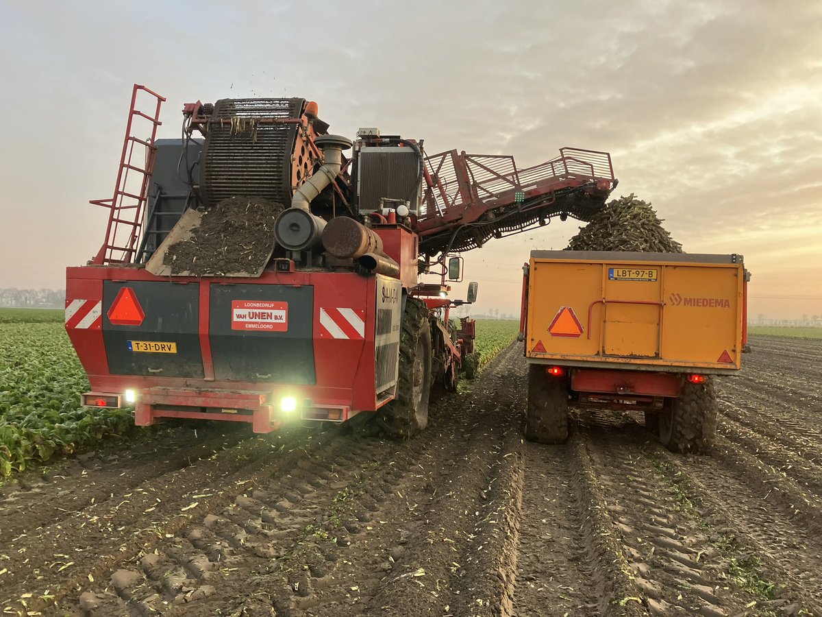 Zo eindelijk witlof rooien.