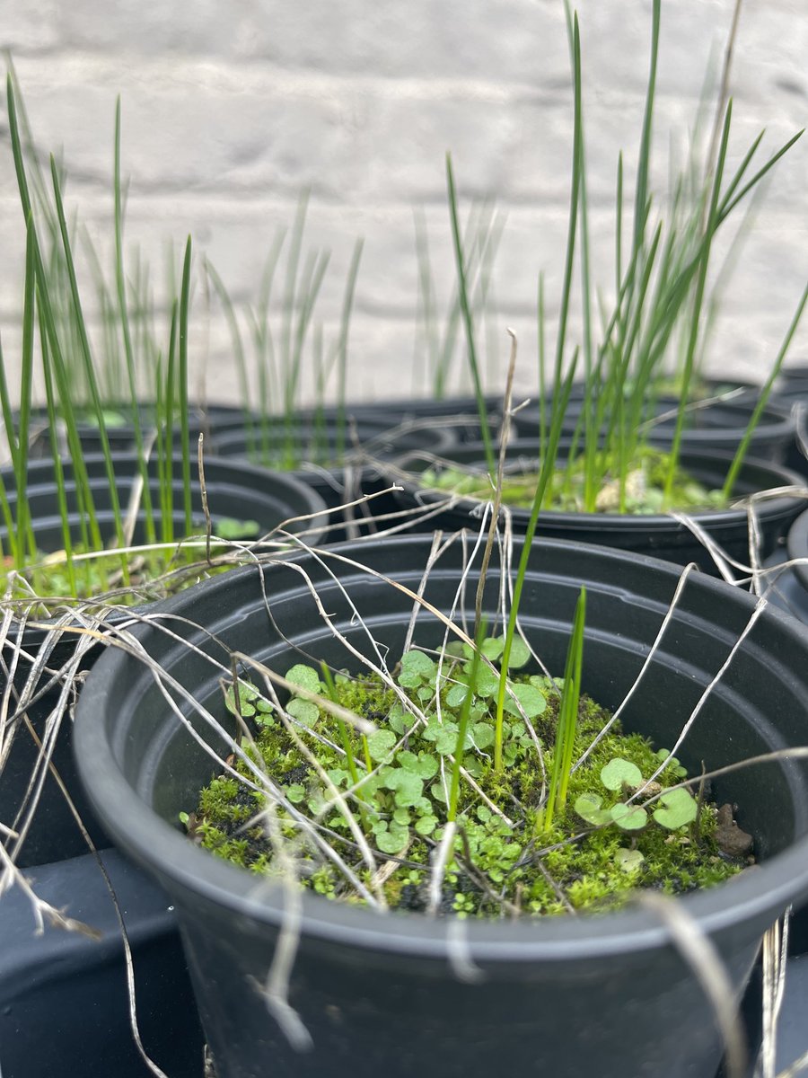 Did you know #Croydon took its name from the crocus plant? Can you imagine a time when Croydon was covered in them? Here are some young crocus plants at ⁦<a href="/croyurbmush/">CroydonUrbanMushroom</a>⁩ today ⁦<a href="/writtenbysalma/">Salma El-Wardany</a>⁩ ⁦<a href="/BBCLondonNews/">BBC London</a>⁩