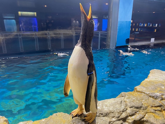 RT @NagasakiPengin: うぉぉぉぉぉぉー！！ #長崎ペンギン水族館