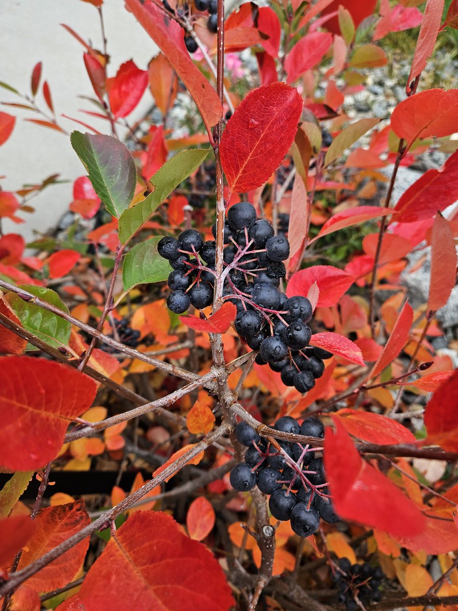 Aronia berries.