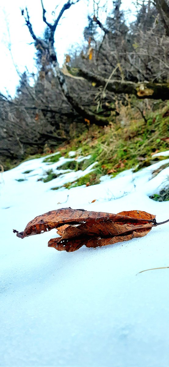 "I learned to know the love of bare November days."
#Kishtwar #Singhpora