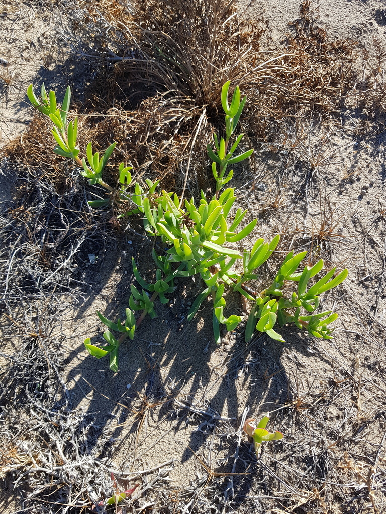 L’equip de Platges ha creat un perfil a  @MINKA_Catalunya per  pujar les seves observacions sobre vegetació invasora, dins del projecte #BioPlatgesMet. 

Informació de gran valor per fer seguiment i gestió més eficient dels espais dunars

Vols participar?
bit.ly/BIOPLATGESMET