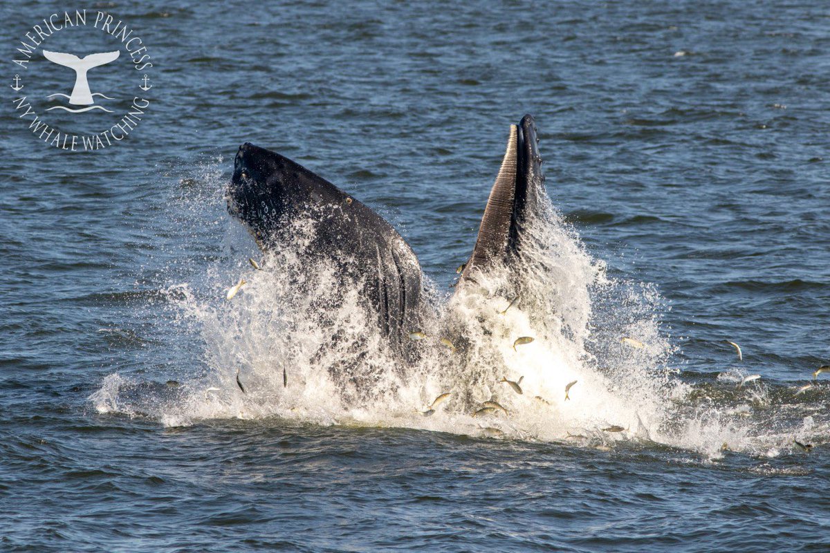 🦃 Thanksgiving weekend Whale a watching 🦃 Join us this Saturday and Sunday (11/25 & 11/26) at 12pm noon for a NY Whale & Dolphin Watching Adventure Cruise. Fall trips has been very exciting, lots of sightings. Book at americanprincesscruises.com #whalewatching #nyc #Thanksgiving