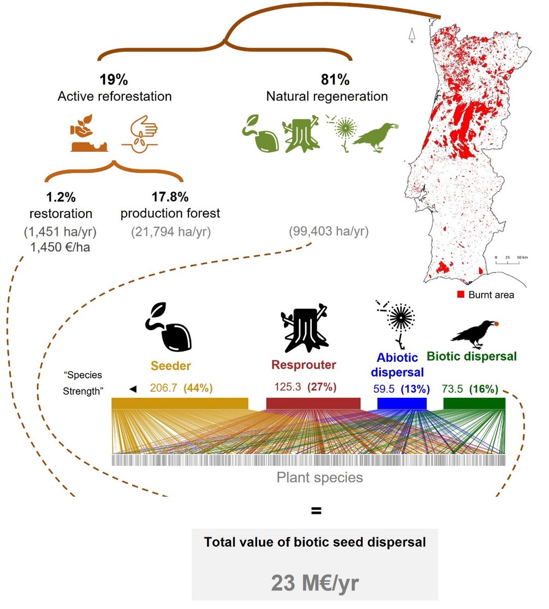 Ruben Huttel Heleno (@ruben_heleno) on Twitter photo The tireless job of birds and other animals dispersing seeds to burned forests saves Portugal over 23 M€/yr. And they even do it much better than we do!!
conbio.onlinelibrary.wiley.com/doi/full/10.11…
<a href="/CFE_UC/">Centre for Functional Ecology</a> <a href="/DCV_UC/">Departamento de Ciências da Vida - UC</a> <a href="/fireecology/">Association for Fire Ecology</a> <a href="/ConLetters/">Conservation Letters</a> #seeddispersal #frugivory The tireless job of birds and other animals dispersing seeds to burned forests saves Portugal over 23 M€/yr. And they even do it much better than we do!!
conbio.onlinelibrary.wiley.com/doi/full/10.11…
<a href="/CFE_UC/">Centre for Functional Ecology</a> <a href="/DCV_UC/">Departamento de Ciências da Vida - UC</a> <a href="/fireecology/">Association for Fire Ecology</a> <a href="/ConLetters/">Conservation Letters</a> #seeddispersal #frugivory