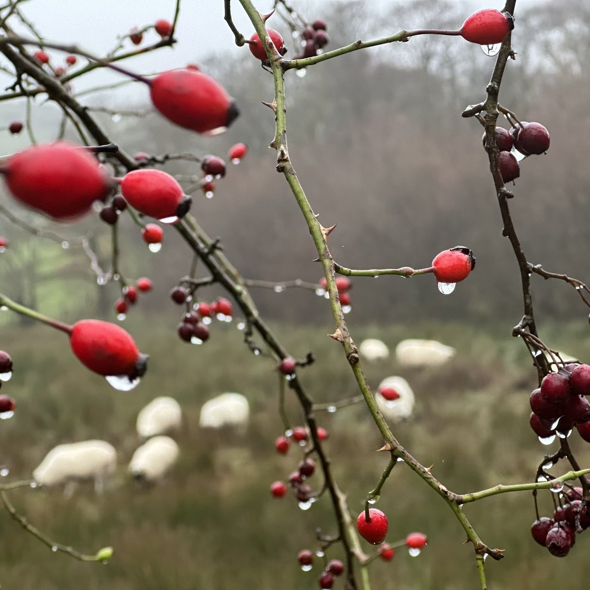 Hips and Haws … Rosehips and Hawthorn berries brighten up a dull wet day ❤️🌧️🐑🐾🐾🌧️🐑