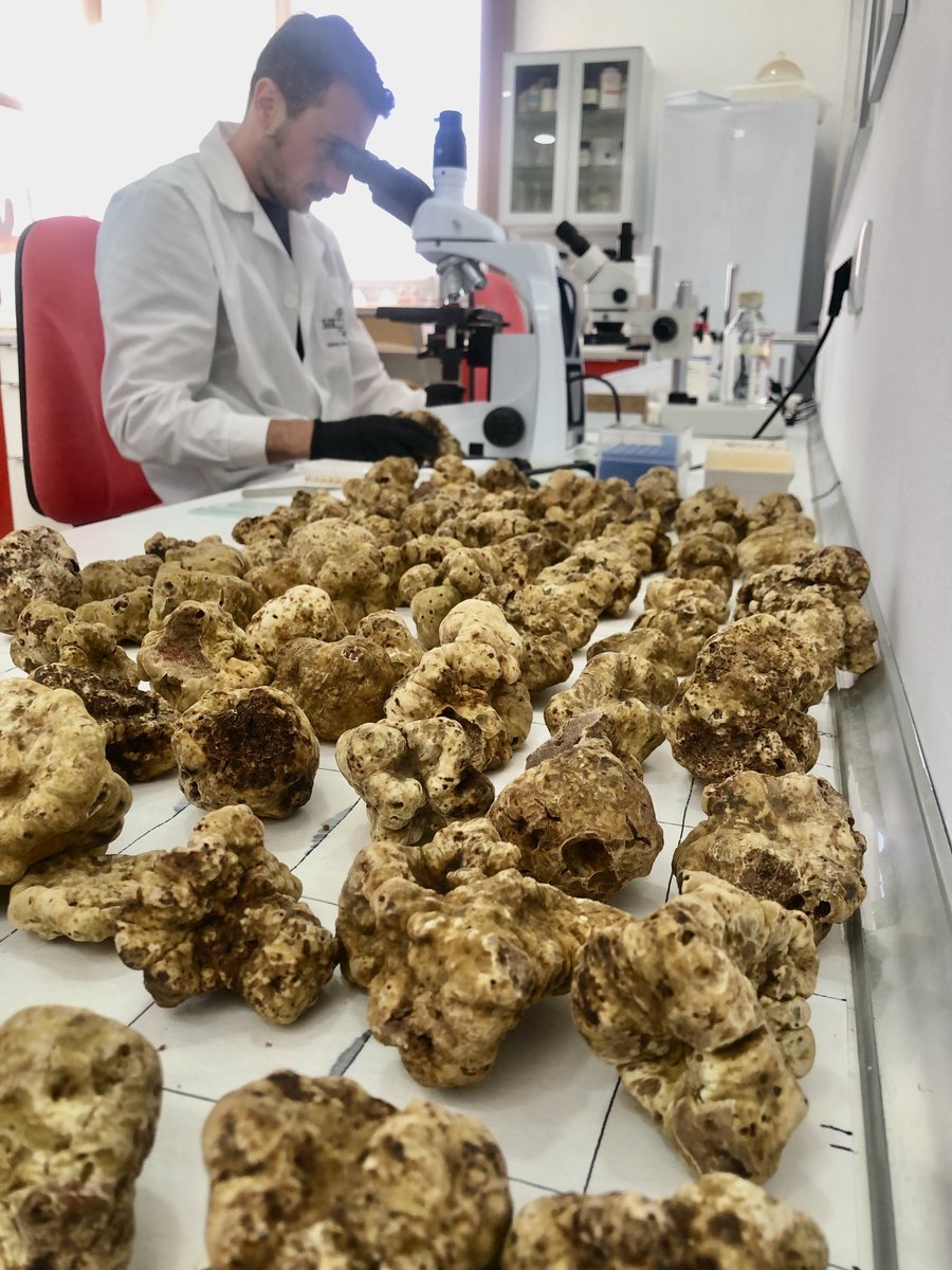 MarcosMorcillo's tweet photo. @GiuseppeMastur3 analizing #magnatum spores for inoculum https://t.co/NYTqHRmpSK