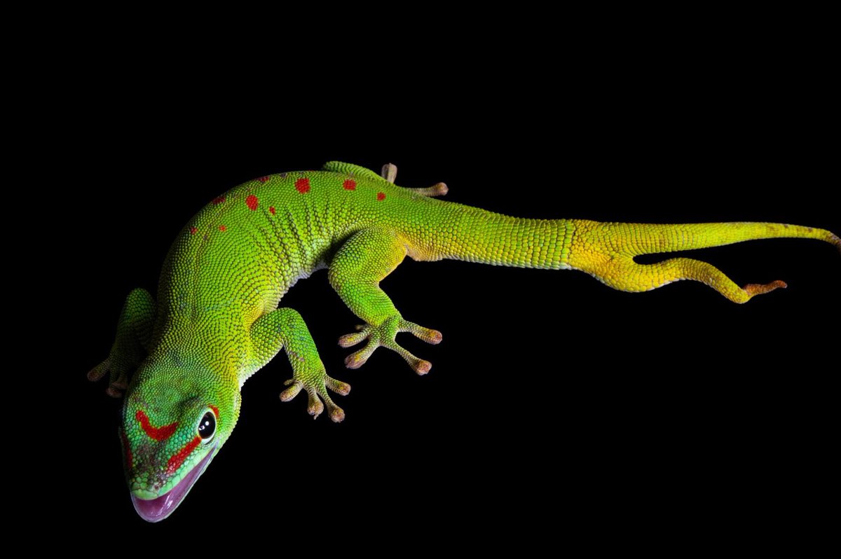 The Madagascar giant day gecko’s tail can regenerate after an injury - in this case, it grew back twice. Such tails, which can grow longer than the gecko’s body, aid this tree-dwelling species in balancing as it clings to branches and trunks with sticky, flattened toe pads.