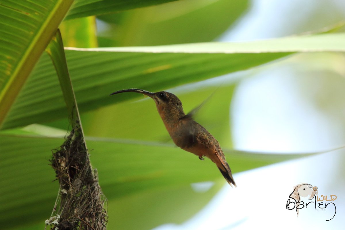 Wild_Barley's tweet image. Bronzy Hermit with its teeny nest in the Costa Rican rainforest. wildbarley.co.uk/2023/11/17/cos… #wildlifeblog @lee00barber