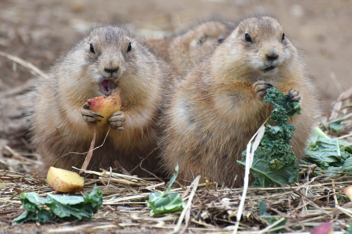 Daydreaming about Thanksgiving dinner already? Yeah, us too. Reminder: The Zoo will be closed to guests on Thanksgiving Day and will reopen 11/24 at 10AM.