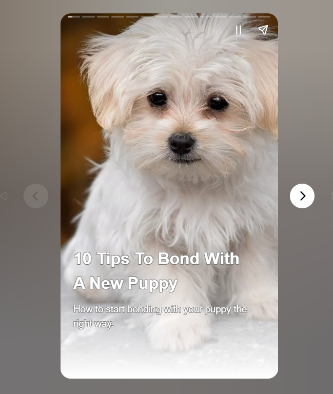 10 Tips To Bond With A New Puppy

In this web story, I will discuss how you should start bonding with your new puppy the right way.

webstories.today/watch/10-tips-…