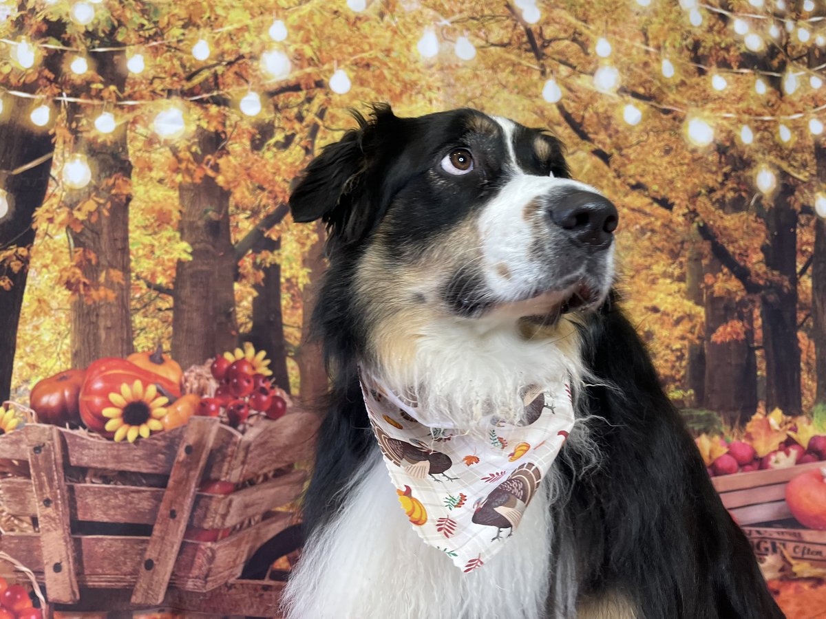 kfreberg's tweet photo. Mando is all ready for Thanksgiving 🍽🦃.
I should have called him Zoolander w/ how he works the camera 📸!
🥰
#MandoWade https://t.co/VrqZ8SwAG4