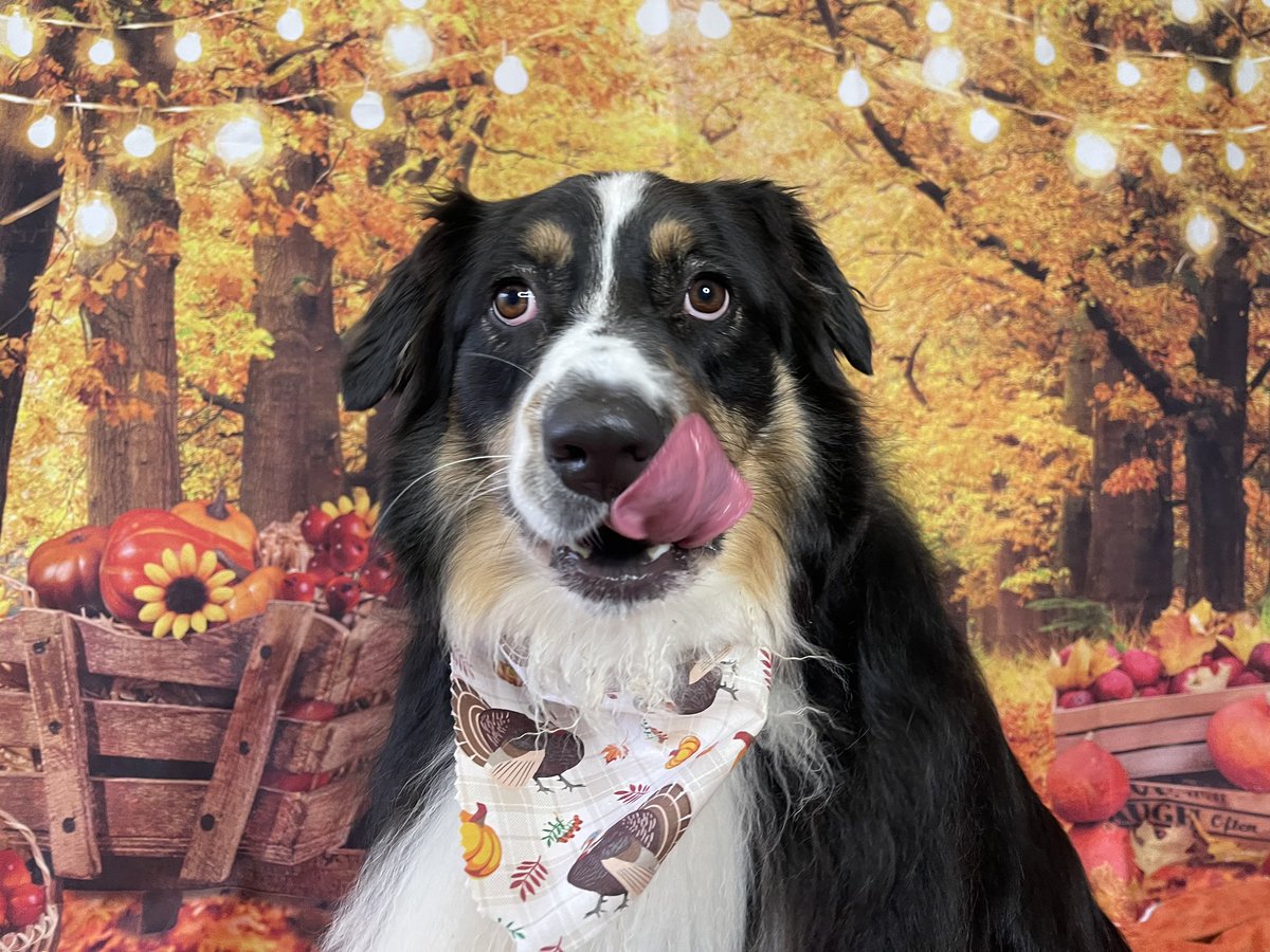 kfreberg's tweet photo. Mando is all ready for Thanksgiving 🍽🦃.
I should have called him Zoolander w/ how he works the camera 📸!
🥰
#MandoWade https://t.co/VrqZ8SwAG4
