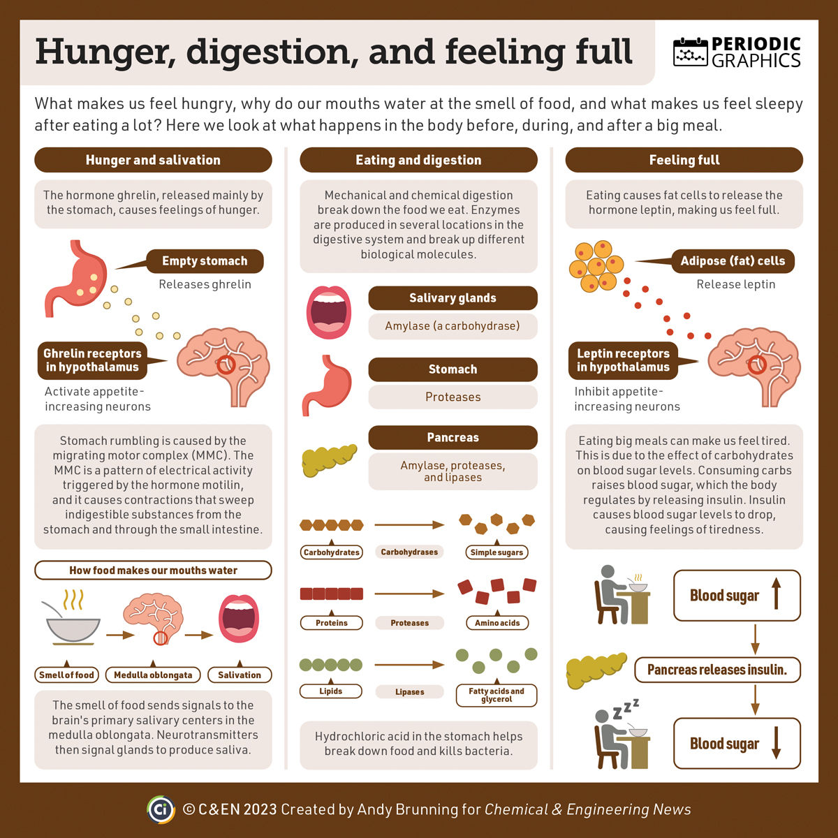 As we head towards #Thanksgiving, learn what happens in the body before, during, and after a big meal in the latest edition of #PeriodicGraphics: cen.acs.org/food/food-scie…