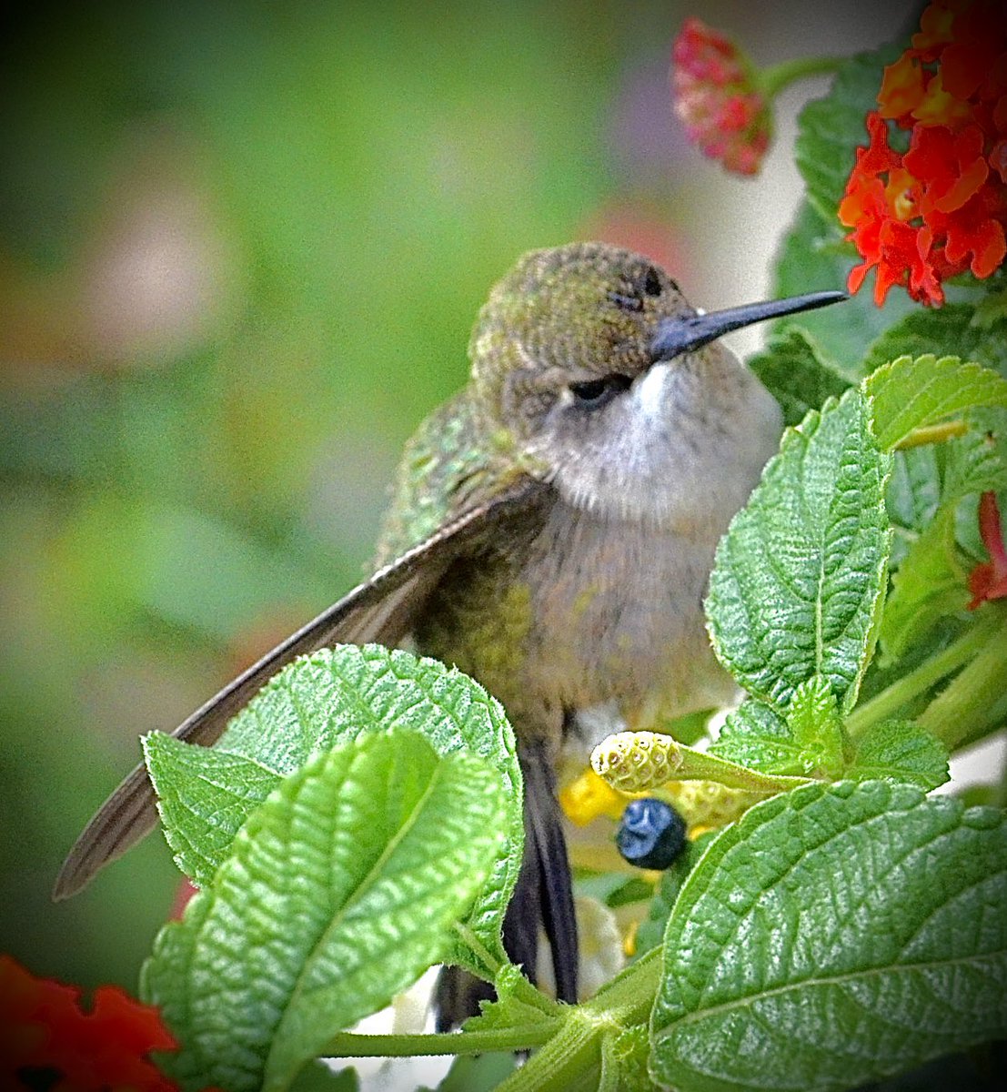 Good morning and happy Wednesday. The #hummingbird for #WildlifeWednesday #WingedWednesday. Holding on.
