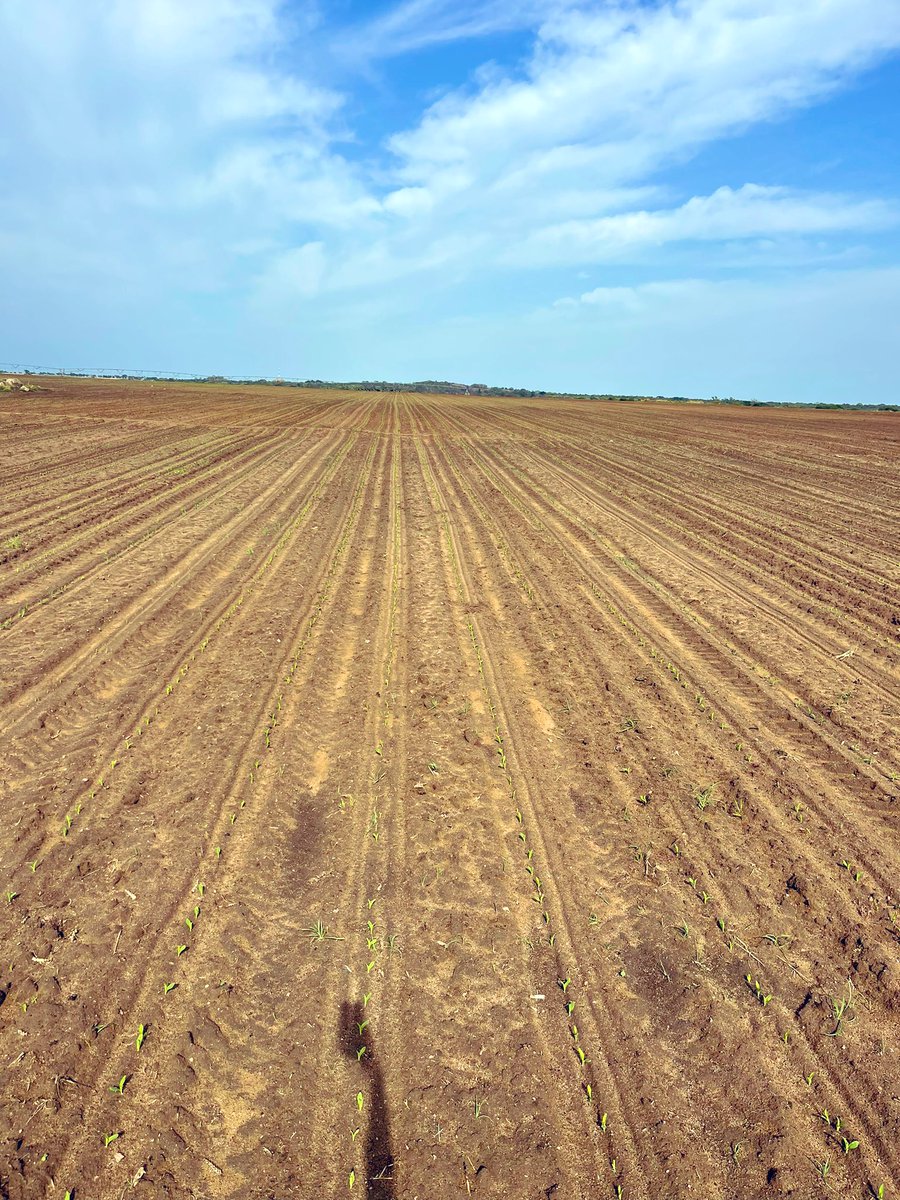 PoteDior's tweet photo. Good land preparation remove all Crop Emergence Inconsistencies &amp; reduce field losses. There should never be a greater difference between Target plant population &amp; Actual plant population. Productive Plant Population is varietal based. End use of the crop determine population https://t.co/QTfZImKxr2