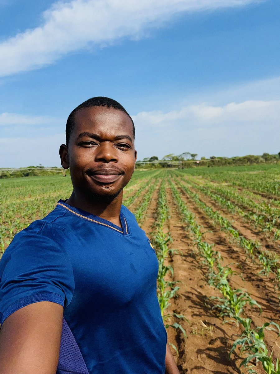 PoteDior's tweet photo. Good land preparation remove all Crop Emergence Inconsistencies &amp; reduce field losses. There should never be a greater difference between Target plant population &amp; Actual plant population. Productive Plant Population is varietal based. End use of the crop determine population https://t.co/QTfZImKxr2