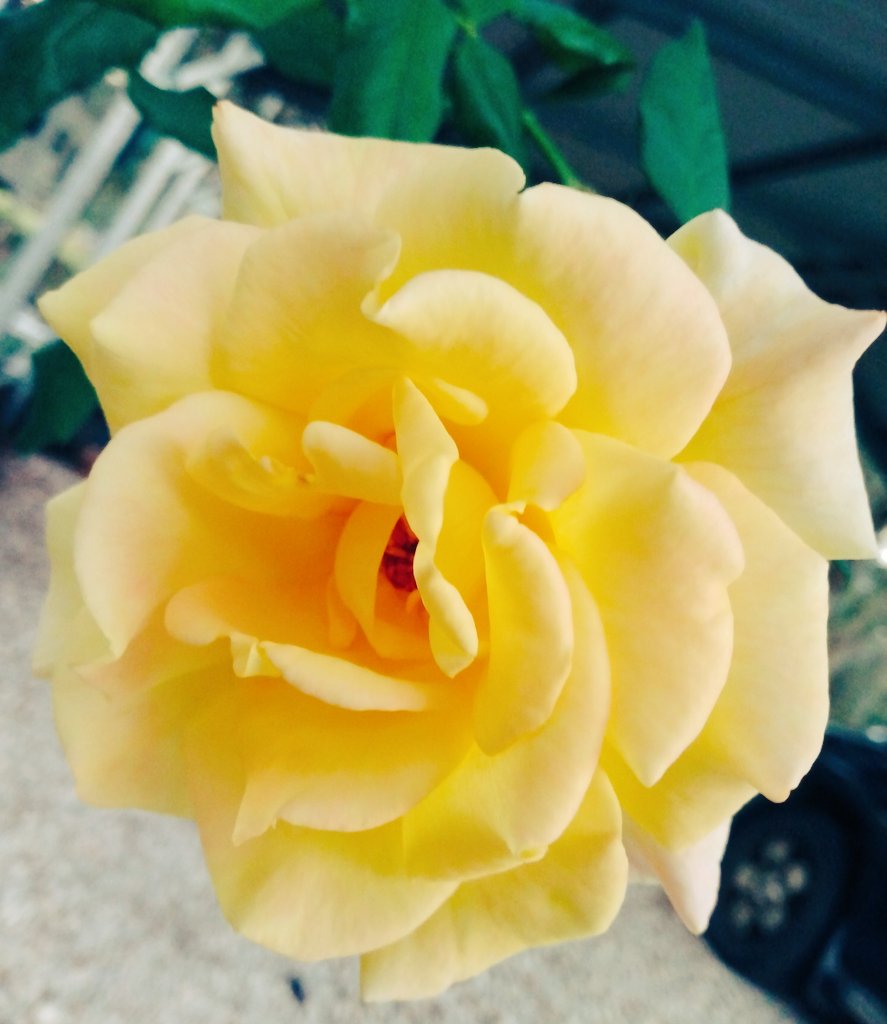 Good #RoseWednesday to you! More yellow roses coming out. Have a great day! #bethankful #ThePhotoHour 
#roses #gardening #Wednesdayvibe