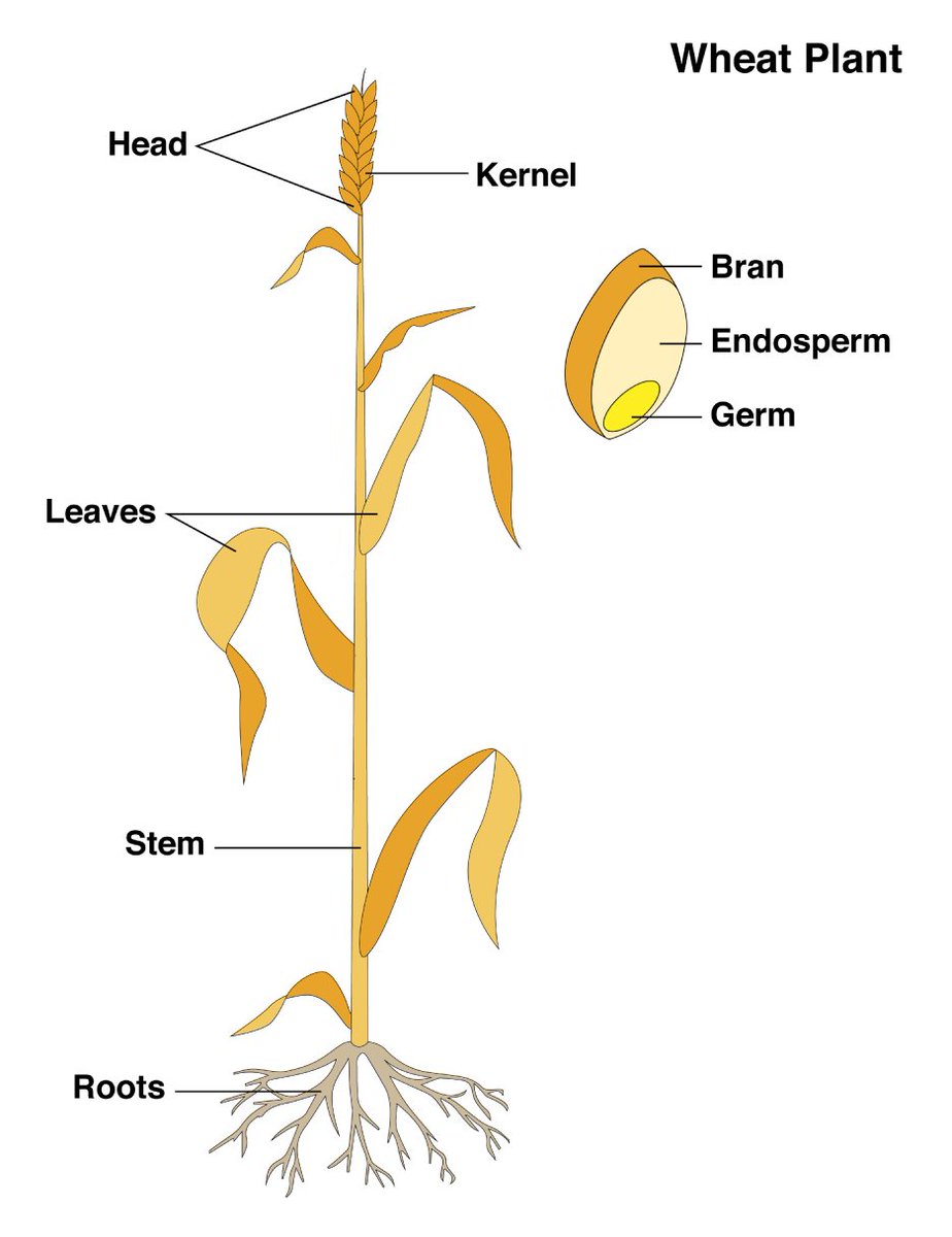 Staging wheat is critical for timely decisions like pesticide application and harvest.

<a href="/StepUpSoy/">Laura Lindsey</a> shows how to stage wheat and explains plant development in youtu.be/UGD73i57rt0

<a href="/OSUwheatdisease/">OSU Wheat Pathology</a> <a href="/KSUWheatDisease/">KSU Wheat Pathology</a> <a href="/SaskWheat/">Sask Wheat</a> <a href="/WSUWheatDoc/">Tim Murray</a> <a href="/USWBSI/">USWBSI</a> <a href="/OSU_HortCropSci/">Ohio State Horticulture and Crop Science</a> <a href="/OSU_Agronomy/">Ohio State Agronomy</a>